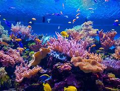 Image result for Underwater Sea Life