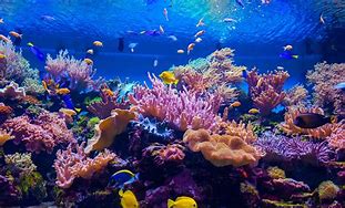 Image result for Living Coral