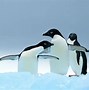 Image result for Penguin Kawaii Background