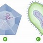 Image result for 2 Types of Virus