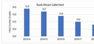 Image result for South African Cattle Breeds