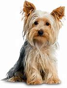 Image result for Small/Medium Dog Breeds