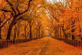 Image result for Beautiful Fall Sceneries