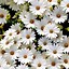 Image result for Black and White Floral Aesthetic