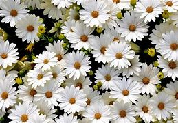 Image result for White Flower Laptop Background