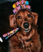 Image result for New Year's Eve Dog