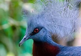 Image result for Pure Cyan Bird