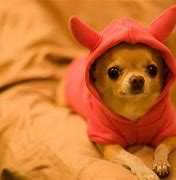 Image result for Messed Up Dogs