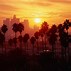 Image result for California Palm Trees