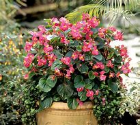 Image result for Begonia Camelia