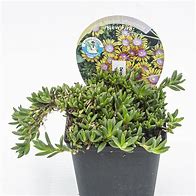 Image result for Delosperma New Fire