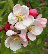 Image result for Apple Blossom Flower Tree