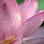 Image result for Lotus Flower Desktop Wallpaper