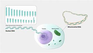 Image result for Genome Example