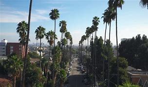 Image result for cali stock