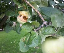 Image result for Photos of Rotten Fruit