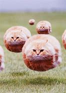Image result for Angry Cat Blob Meme