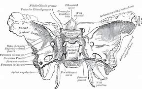 Image result for Ostium Sphenoidale