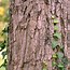 Bildergebnis für Gymnocladus dioicus