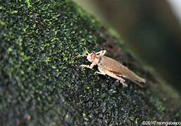 Image result for Tan Cricket Paper