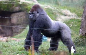 Image result for Old Giant Gorilla Picture