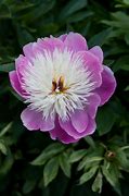 Résultat d’images pour Paeonia lactiflora Bowl of Beauty