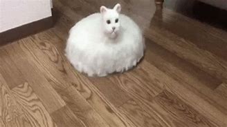 Image result for Floating White Cat Vacuum Meme