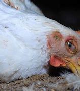 Image result for Avian Diseases