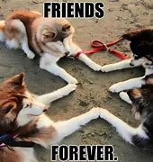 Image result for Love and Friendship Memes