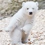 Image result for Cute Baby Animal Bear