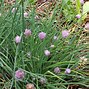 Image result for Allium schoenoprasum Cha Cha