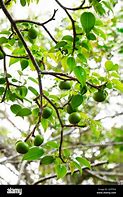 Image result for Poison Apple Tree