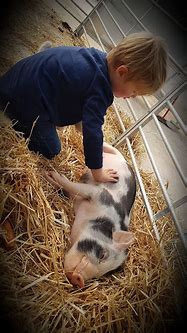 Image result for Petting Farm Animals