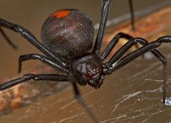 Image result for Redback Spider Fangs