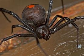 Image result for Male Redback Spider