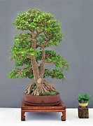 Image result for Japanese Cherry Bonsai