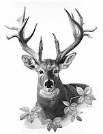 Image result for Deer Drawing