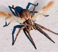 Image result for Largest Australia Flying Spider