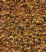 Image result for Dark Hedge Texture