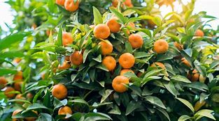 Image result for Zone 8A Fruit Trees