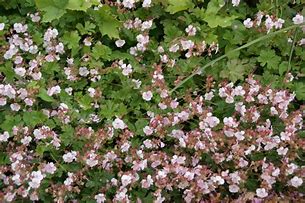 Image result for Geranium cantabrigiense (x) Berggarten