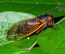 Image result for cicadas in Chicago