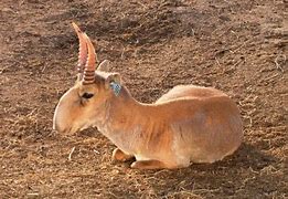 Image result for Unknown Animals in the World