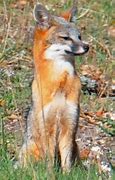 Image result for Texas Fox