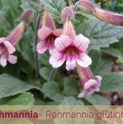 Rehmannia Polina S 的图像结果