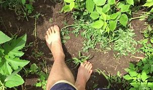 Image result for Barefoot Walking in Garden Lime