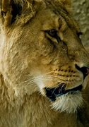 Image result for Black and White Lioness Face