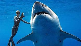 Image result for Great White Shark DVD