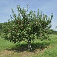 Image result for Semi-Dwarf Melrose Apple Tree