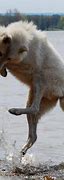 Image result for Wolf Jump